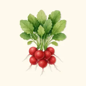 Vego Garden Organic Cherry Belle Radish Seeds