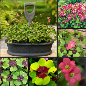 Pack of 15 Iron Cross Shamrock Bulbs