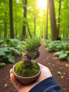 Precious Japanese Black Pine Bonsai Tree - Precious Pinus Thunbergii,Mini Indoor Live Plant with Clay Pot,Plant Lover Gift for Home,Gardens Decoration