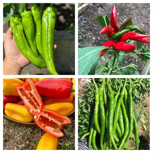 4 Variety Hot & Sweet Pepper Seed Mix - Shishito Red Thai Chili Sweet Bell Pepper & Cayenne Non-GMO Heirloom Seeds for Outdoor & Indoor Gardening All Seasons Easy to Grow Versatile