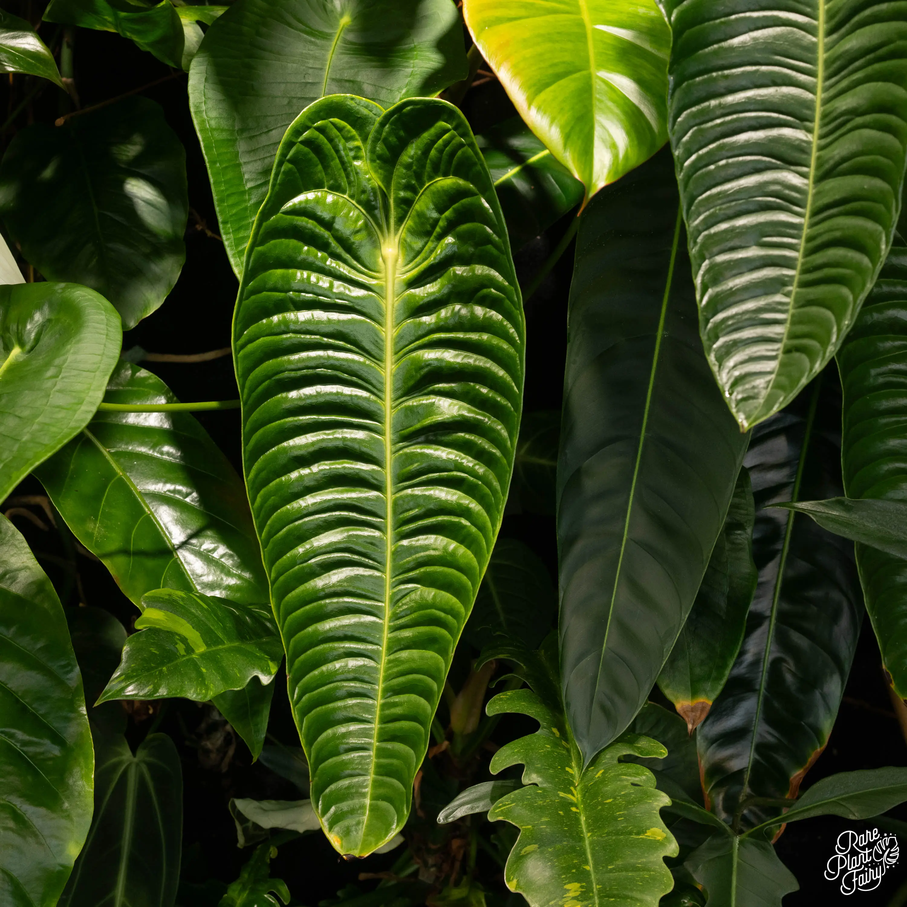 Anthurium veitchii “King Anthurium” *Grower's choice*