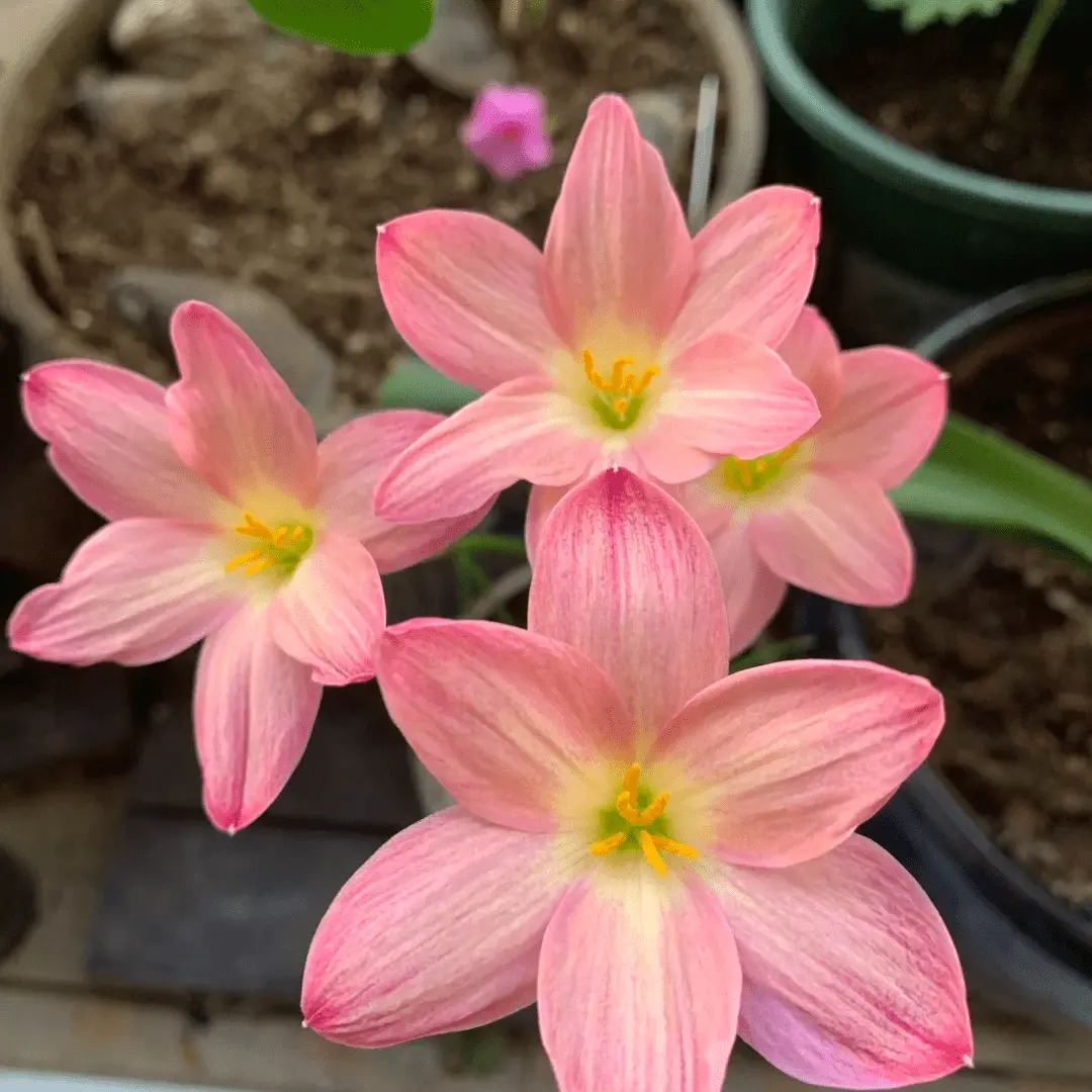 Easy Grow Rain Lily Flower Bulbs - Beginner-Friendly DIY Decor for Home Gardens