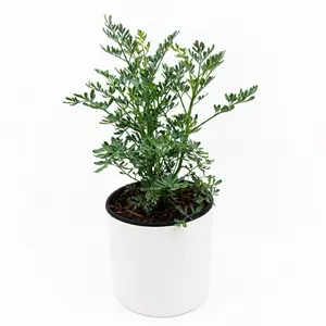 Rue Plant (Ruda) Live Plant 6” Pot – Aromatic Herb for Indoor & Outdoor Gardens | Easy Care Medicinal & Decorative Plant