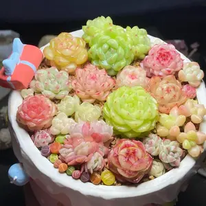 Rare Succulent Propagations 0.5–1.5 inch – 12/24pcs Premium Live Succulent Stems, Easy Care Indoor Décor Plants, DIY Garden & Unique Gift for Succulent Lovers