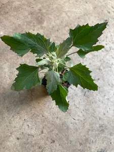 Non-GMO Chenopodium Album Live Plants - Wild Spinach, Fat Hen, Dungweed, White Goosefoot, Bathua, Pigsweed, Lamb's Quarters - Drought Tolerant, Easy to Grow, Edible From Leaf to Seed, Doubles as Grain Substitute