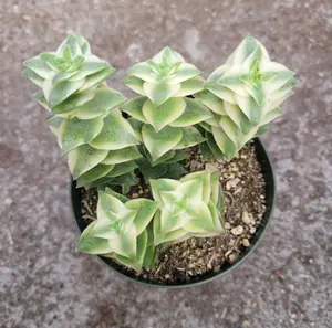 Variegated String of Buttons - Crassula Perforata Variegata - Live Succulent in 2" Pot