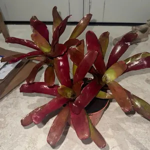 Bromeliad 3 in one pot