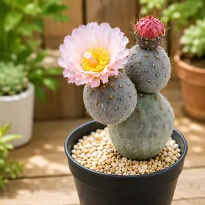 Tephrocactus geometricus – Geometric Orb Cactus Starter Plant for Home & Collection