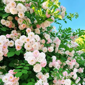 Nature's Creation All-Seasons Perennial Flower Seeds - 5 Varieties Lavender Rose Sunflower Susan Hosta - 9000 Seeds for Year-Round Blooming & Greenery