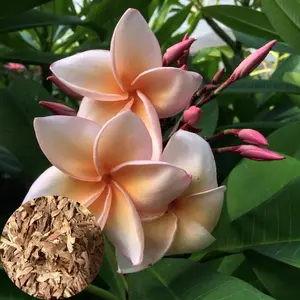 Green River 10 Blush Orange Plumeria Seeds - Flower Seed Pack, Fragrant Tropical Plant Seeds for Pots and Gardens, Exotic Perennial Flower Seeds for Planting, Premium Seeds for Outdoor Decor