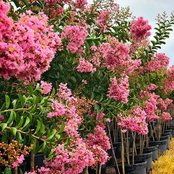 Sioux Pink Crape Myrtle Tree