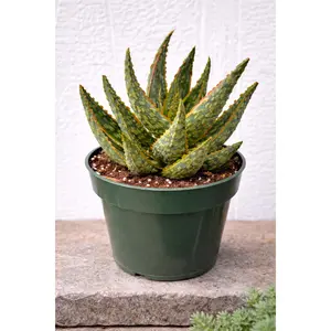 Aloe ‘Krakatoa’ Succulent Plant | Colorful Drought-Tolerant Aloe, Easy Care | Hand Picked Nursery