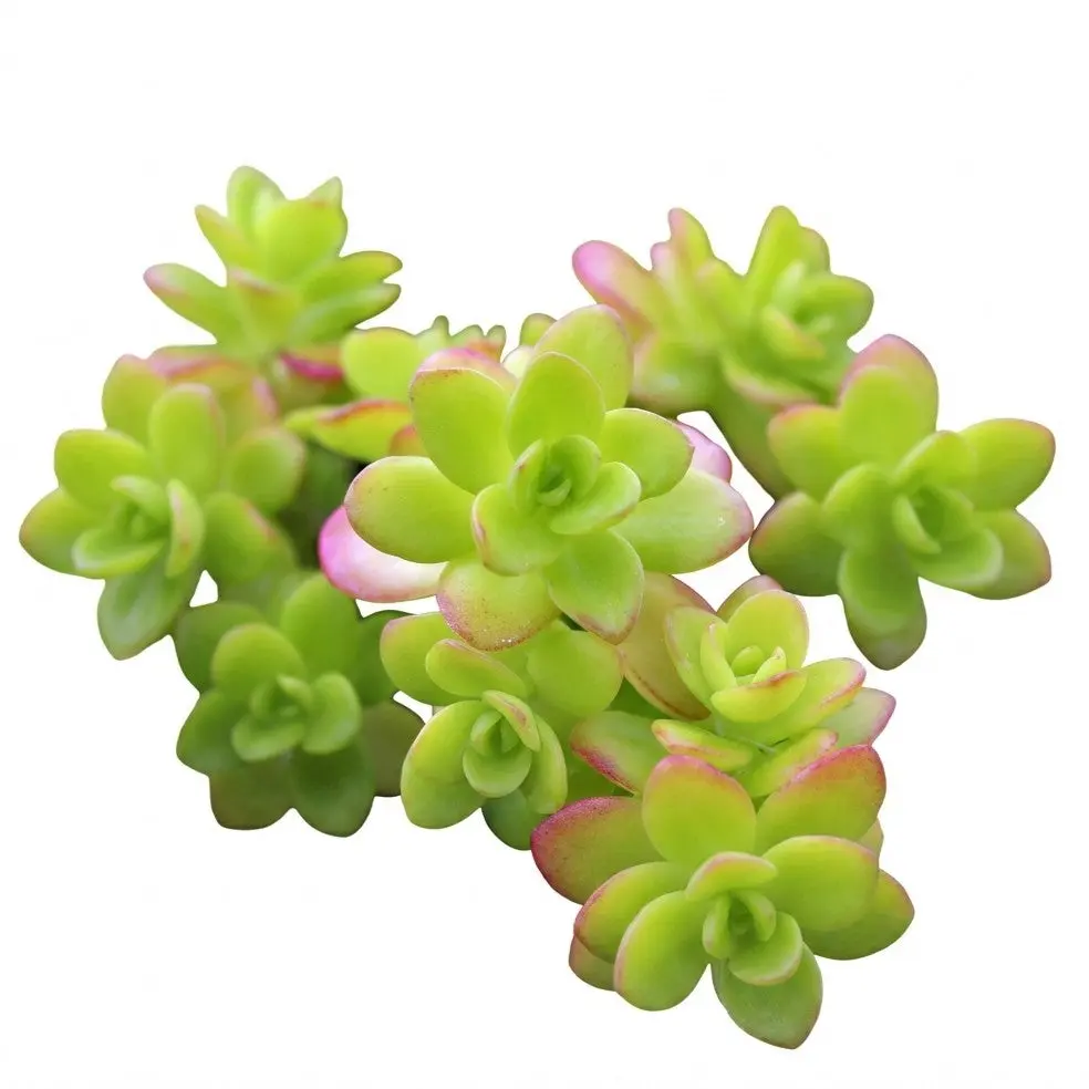 Sedum confusum Sedum confusum