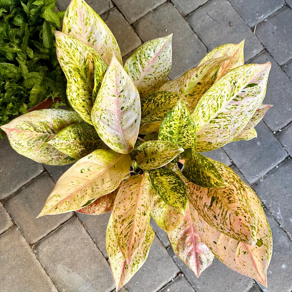 8 Aglaonema bidadari - huge! - TikTok Shop