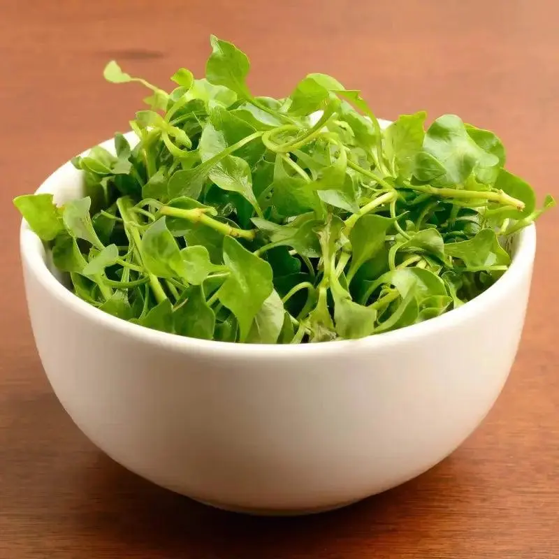Home Planting Vegetable Seeds - 2-Pack Watercress Yellowcress Lettuce Seeds (1500 Per Unit), Xa Lach Xoong CAI Be Xoong, Home Planting Seeds