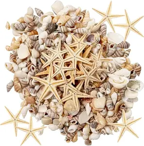 800 PCS Tiny Sea Shells Small Beach Shells Mixed Ocean Beach Seashells, Natural Starfish for Home Decorations,Beach Theme Party, Candle Making, Wedding Decor, DIY Crafts, Fish Tank and