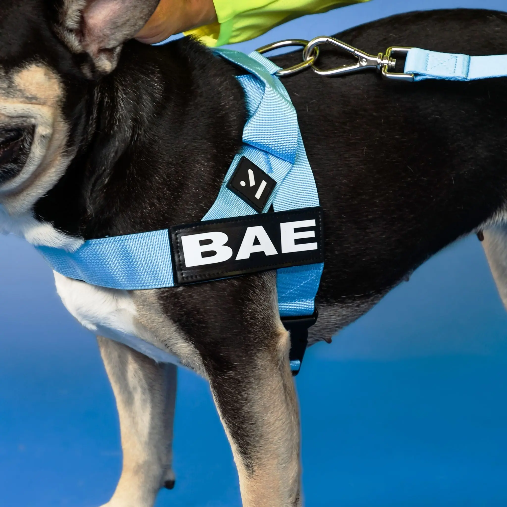 Personalized Sky Blue Dog Harness and Leash Bundle with Free Name Patches
