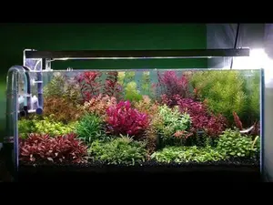25 Stems Live Aquarium Plants Package 5 different species nice assortment of colors for your aquarium