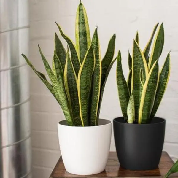 Sansevieria Laurentii (Viper’s Bowstring Hemp, Variegated Snake Plant, Mother-in-Law’s Tongue, African Spear) live plant 2-3 ft  tall