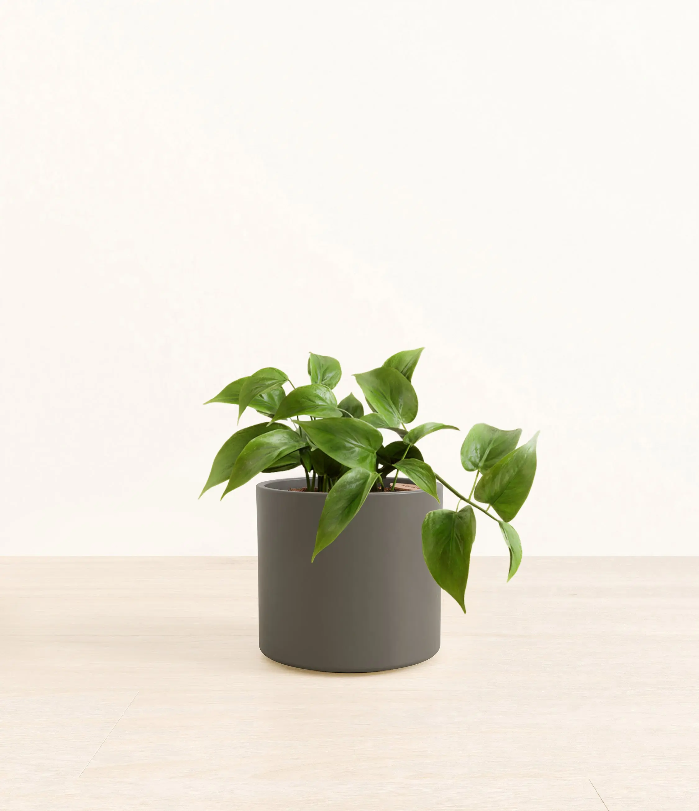 Jade Pothos
