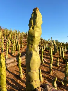 Totem Pole Cactus (Skinny Form) - Lophocereus Schottii Mieckleyanus