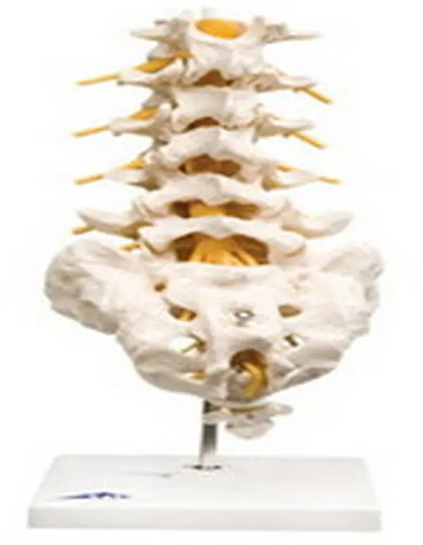 Fabrication Enterprises 12-4541 Anatomical Model Lumbar Spinal Column