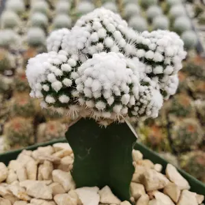 Mammillaria gracilis cv. oruga grafted