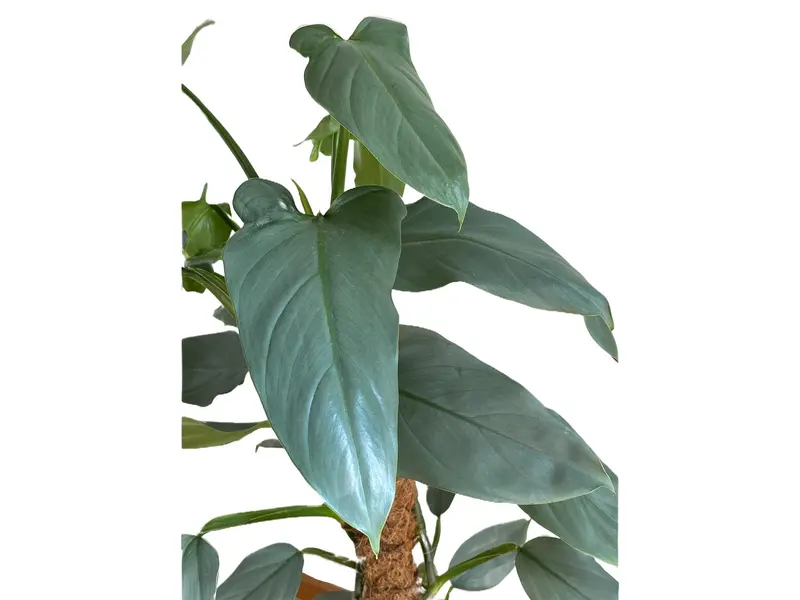 bonsai dunkler standort Ficus 'Ginseng' Bonsai Ø:24 H:70 cm - Pflegeleichter Bonsai main image 1