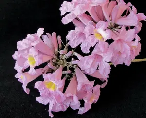 Tabebuia rosea | Apamate | Pink Poui | Pink Tecoma |Rosy Trumpet Tree | 20_Seeds