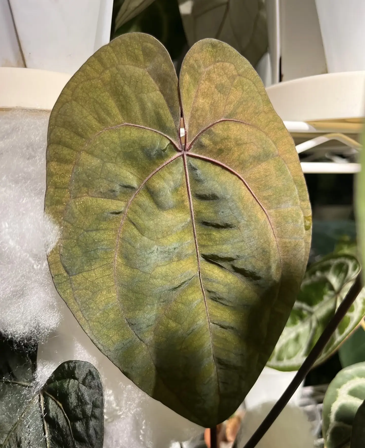 Rare Anthurium Dark Phoenix Mint Variegated Live Plant 2-Inch Pot | Mint Variegated Anthurium | Collector Aroid