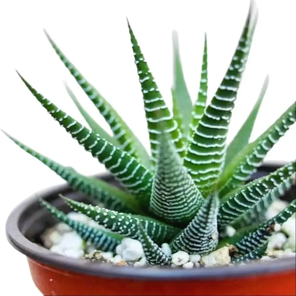 Live Zebra Plant - Zebra Cactus Plant - Haworthia Fasciata Plant - 4 Inch Pot