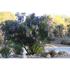Texas Mountain Laurel