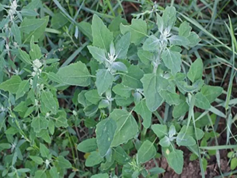 Lambsquarters White Goosefoot Chenopodium Album Home Planting Vegetable Seeds, 4 Pack x 2500 Non-GMO Heirloom Herb Seeds for Home Garden Supplies, Home Planting Seeds