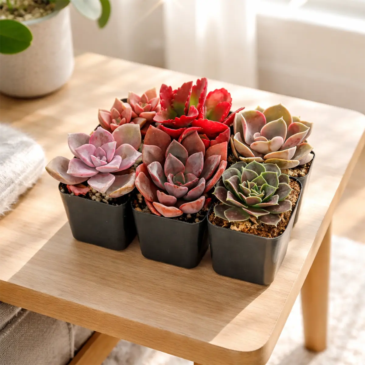 Pink & Purple & Red Succulent Pack