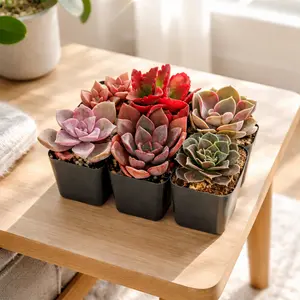 Pink & Purple & Red Succulent Pack