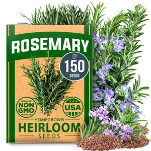 Rosemary Seeds Bulk Pack - 150 High Germinating Non-GMO Heirloom Culinary Herb Seeds for Planting in Indoor or Outdoor Herb Gardens - USA Sourced (Salvia rosmarinus)