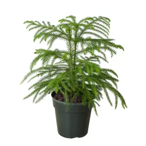 Norfolk 'Island Pine' - Tropical Tannenbaum: Exotic Indoor Conifer Houseplant