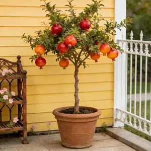 Red Pomegranate Tree – Bare Root Shipping, Healthy Root System, Perennial Fruit Tree, Cold Hardy & Low-Maintenance – Great for Home Growing, Good for Beginners Non-GMO