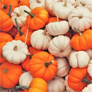 TomorrowSeeds - Mini Mix Pumpkin Seeds -  White Orange Mix Baby Boo, Jack- Be-Little, Wee-B-Little Untreated Squash Vegetable Seed 2024 Season