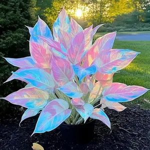 1000+ Pastel Iridescent Hosta Seeds - Grow a Dreamy Shade Garden