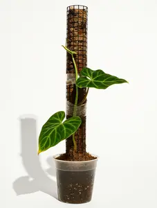 Steel Elevate Pole — Premium Handmade Support for Climbing Houseplants