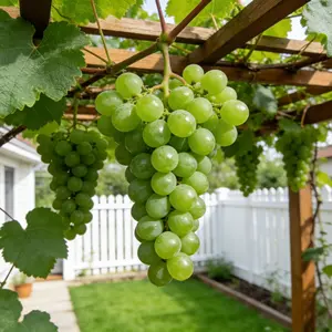 Green Grape Vine Sapling – Perfect for Garden Beds, Pots, or Trellis Support
