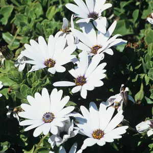 White Cape Daisy Seeds (Osteospermum ecklonis) Daisy-like blooms with white petals and purple centers. A sun-loving, drought-tolerant favorite for borders and pots.