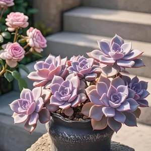 Succulent Seeds 500 Pack – Unique Assorted Collection, Hardy Drought-Tolerant Plants, Beginner-Friendly, Ideal for Office Desks, Patios & Garden Landscaping