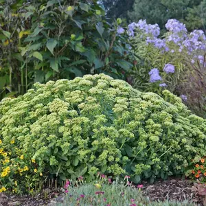 Rock 'N Grow® Lemonjade Stonecrop Sedum