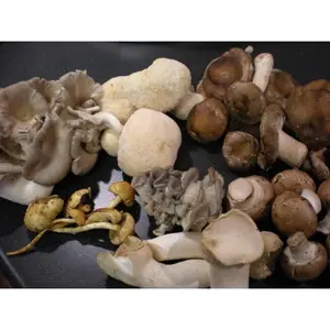 Premium Wild Spore Mushroom Seed Mix Slurry Kit - Instructions Included