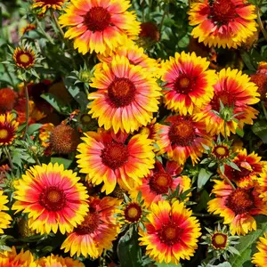 Perennial Blanket Flower Seeds Perennial Blanket Flower Seeds