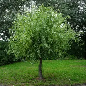 Two (2) Globe Willow Tree Cuttings - Fast Growing Shade or Privacy - Get 2 Live Tree Plants - Globe Willow - Great for Bonsai