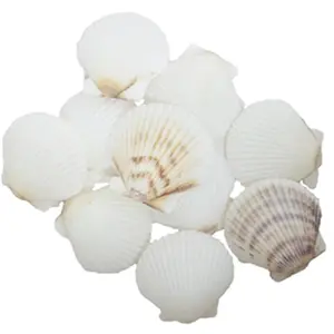 212 MAIN 36-Piece Handheld U.S. Shell White Scallop Shape Seashells - Nautical Decorative Ornaments, Interior Decoration Accessories, Home & Garden Accents (Sports & Outdoor Water Sports Rowing & Crew Themed Decor)