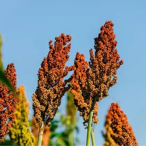 500 Sweet Sugar Cane Sorghum Seeds for Planting - Heirloom & Open-Pollinated Variety, Non-GMO Vegetable Seeds for Planting in The Home Garden